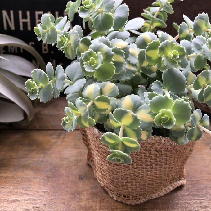 ✡斑入りミセバヤ カット苗 多肉植物 Amazon｜斑入りミセバヤ 希少 多肉植物 セダム インテリア